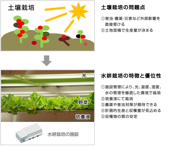 在中國設(shè)立水培植物工廠(蔬菜工廠)相關(guān)事項総合コンサルティング介紹